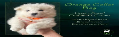 Orange Boy