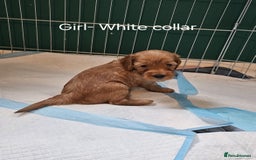 Cockapoo dogs for sale: Beautiful F2 Cockapoo’s for sale £900 - Image 2