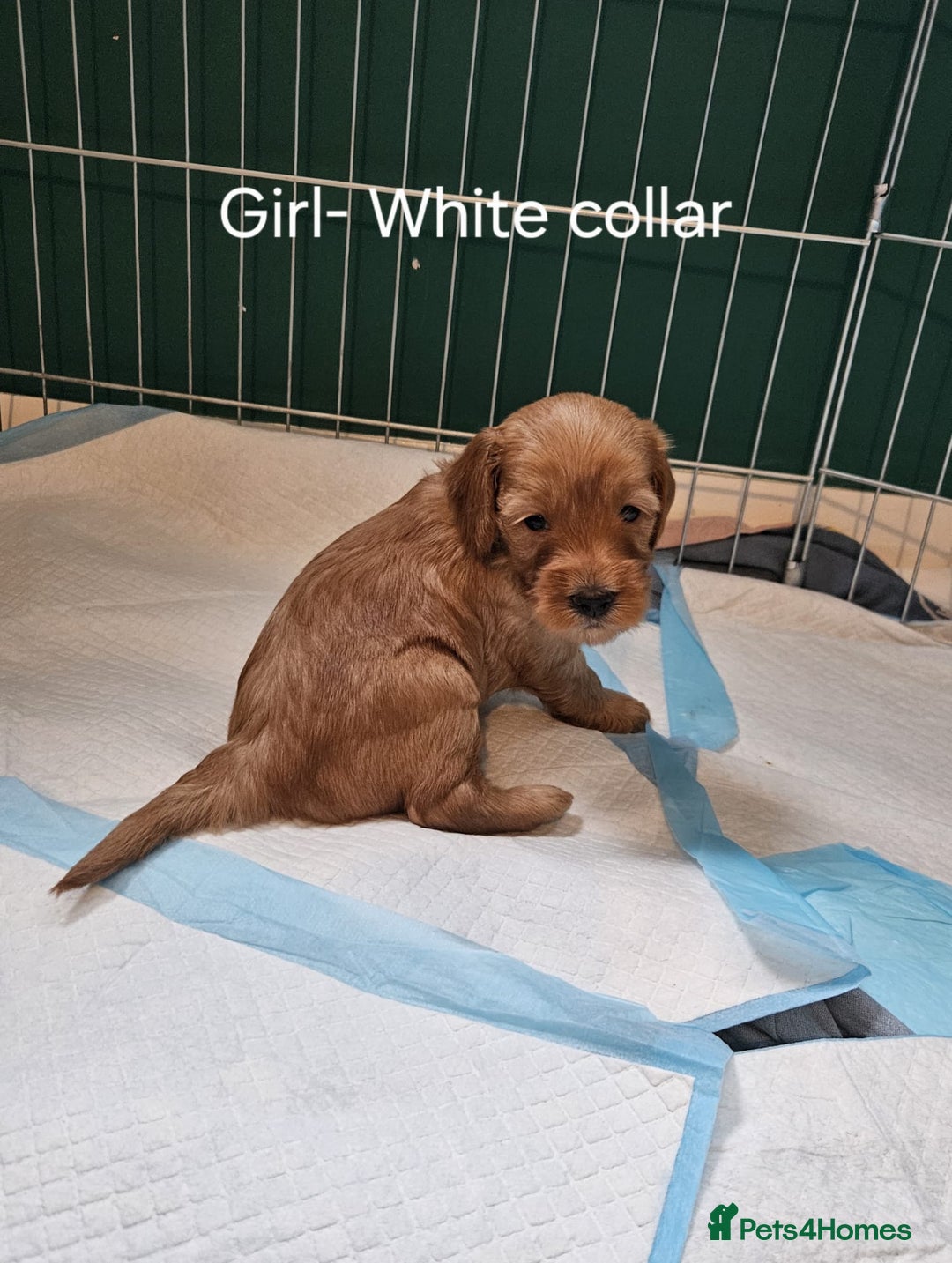 Cockapoo dogs for sale: Beautiful F2 Cockapoo’s for sale £900 - Image 2
