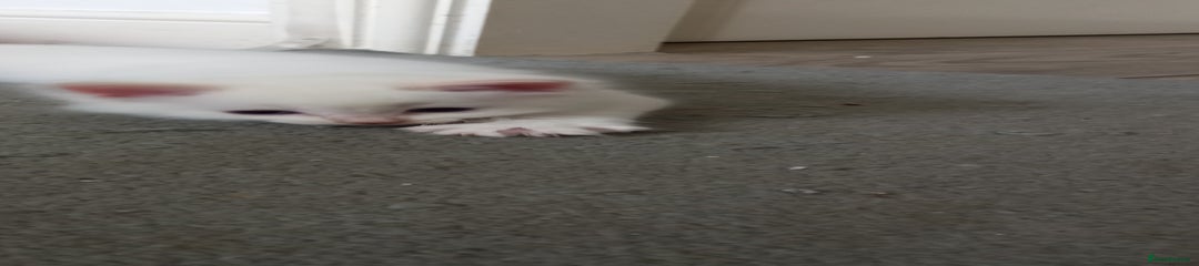 Ragdoll Kitten 2