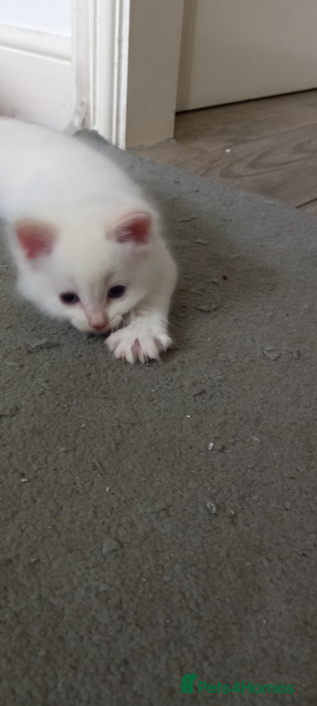 Ragdoll cats for sale: 5 ragdolls 3 blagdolls  - Image 10