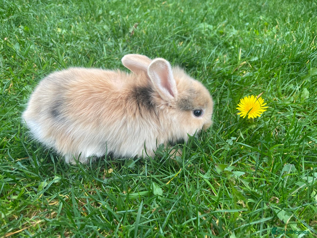 Mixed Breed rabbits for sale: Baby rabbits mixed - Advert 6