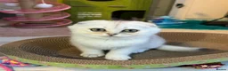 Scottish Fold cats for sale: Adorable Scottish Fold Kitten - Advert 10