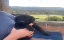 Aussiedoodle dogs for sale: Gorgeous Aussie Doodle Pups - Image 5