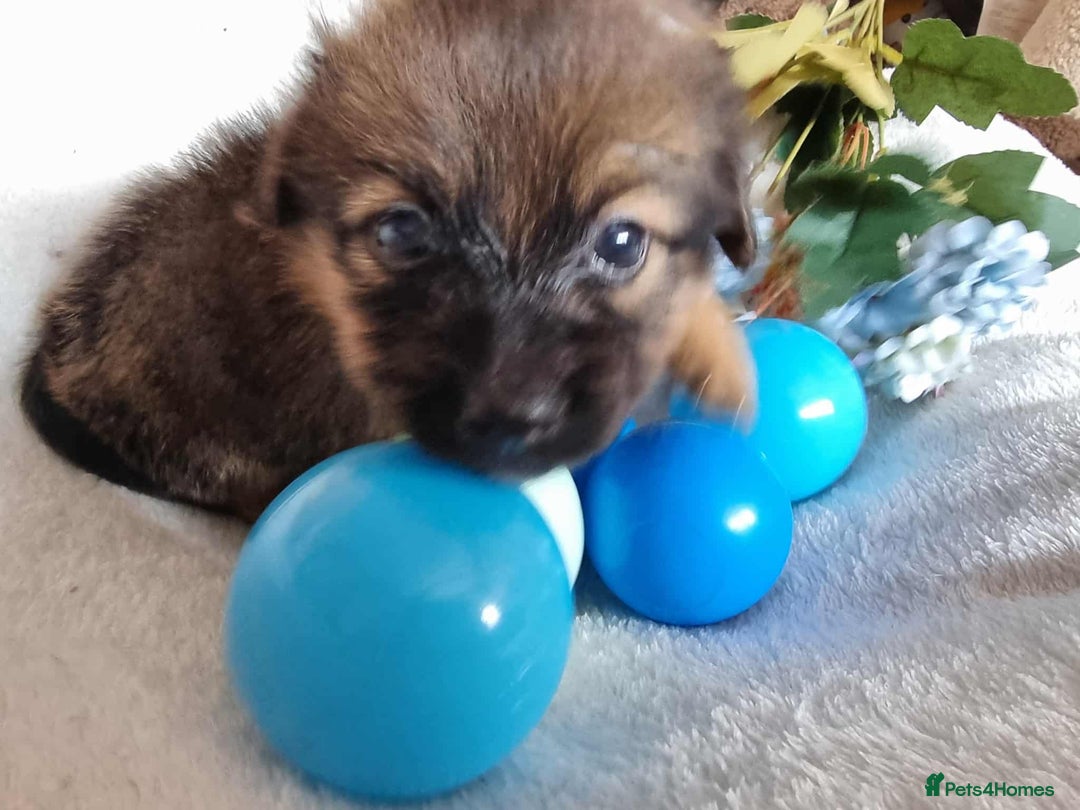 Mixed Breed dogs for sale: Miniature Dachshund x Pomeranian Puppies - Image 6