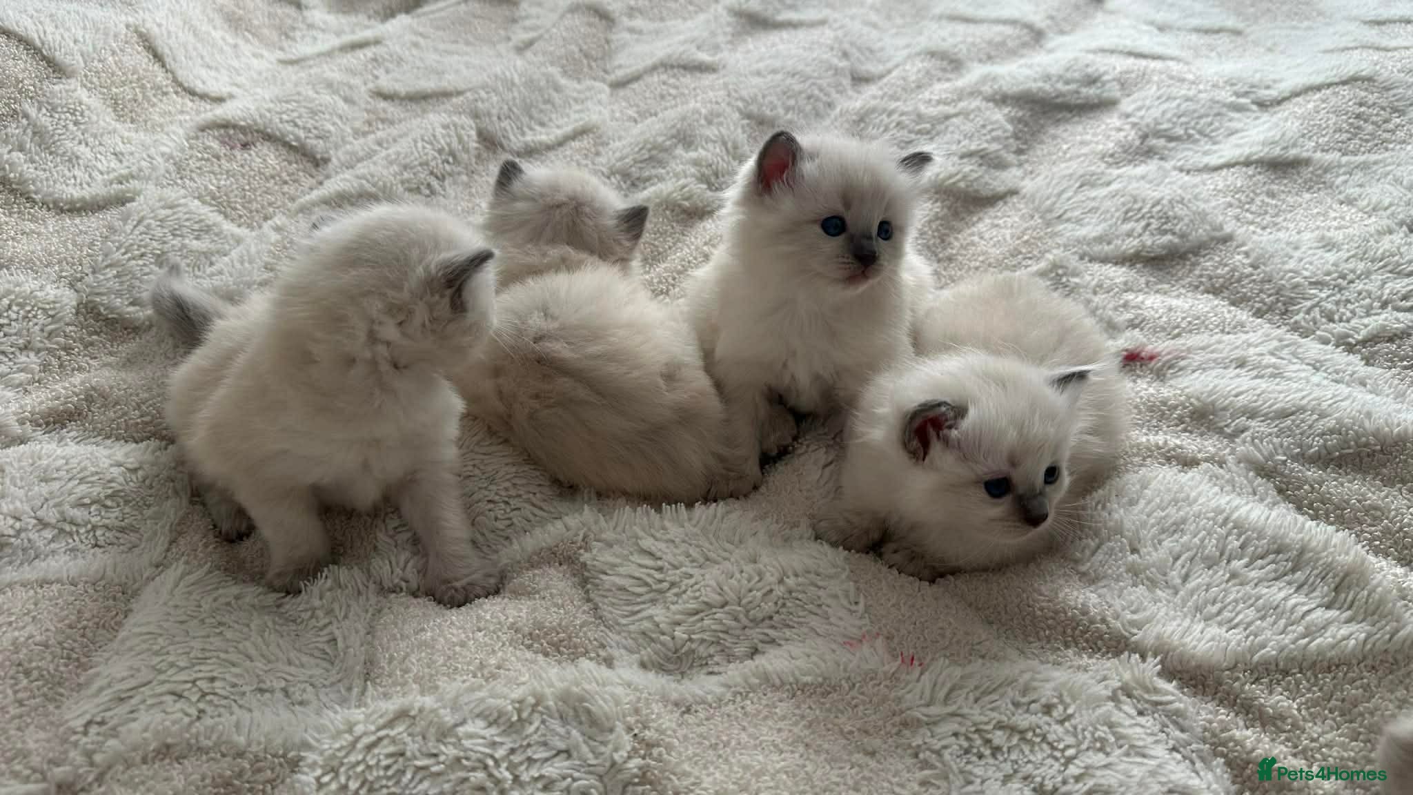 Ragdoll cats Ragdoll kittens for sale  - Advert 13