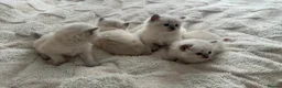 Ragdoll cats for sale: Ragdoll kittens for sale  - Advert 4