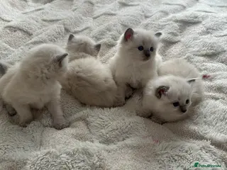 Ragdoll cats Ragdoll kittens for sale - Advert 13