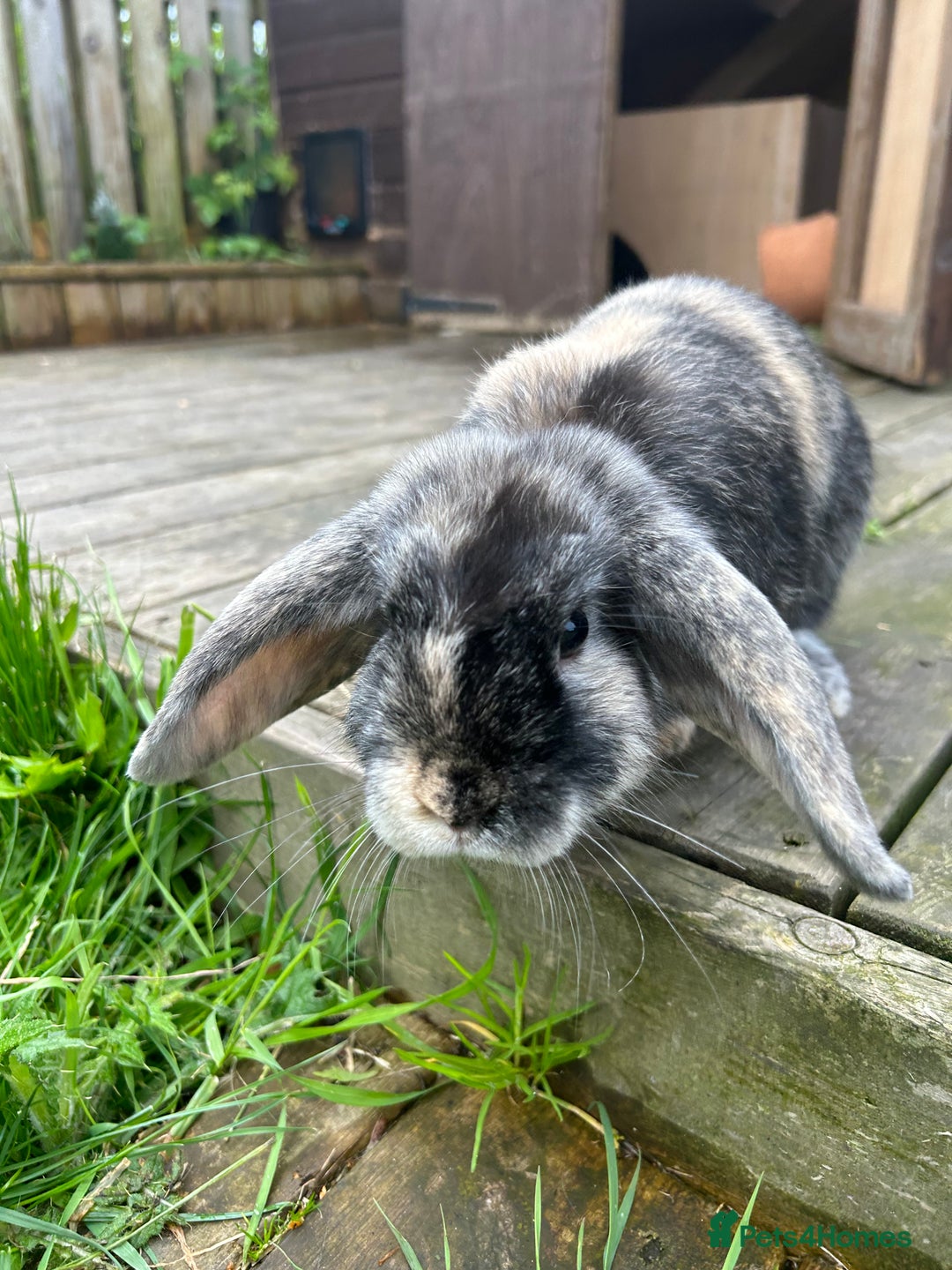 Mini Lop rabbits for sale: Mini lop rabbit female - Advert 2
