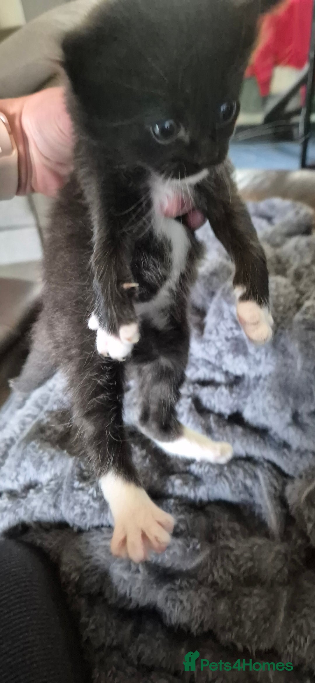 Ragdoll cats for sale: Half ragdoll kittens - Image 6