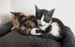 Maine Coon cats for sale: 😽 Cuddly Maine coon kittens 😽 in Preston - Image 11