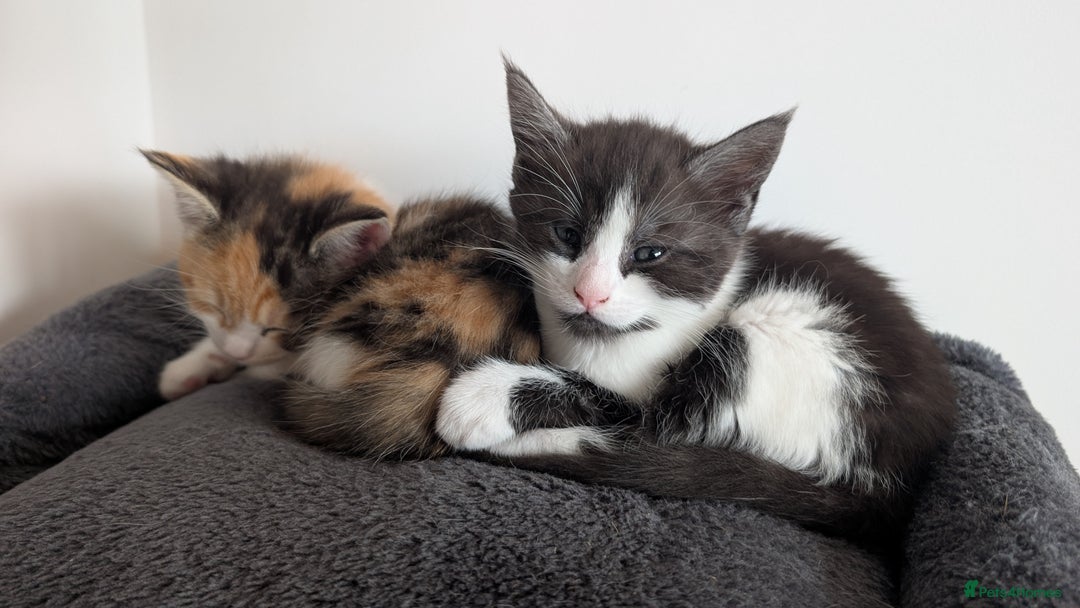 Maine Coon cats for sale: 😽 Cuddly Maine coon kittens 😽 in Preston - Image 11