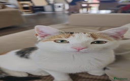 British Shorthair cats for sale: Beautiful stray kitty needs loving home asap!! - Image 3
