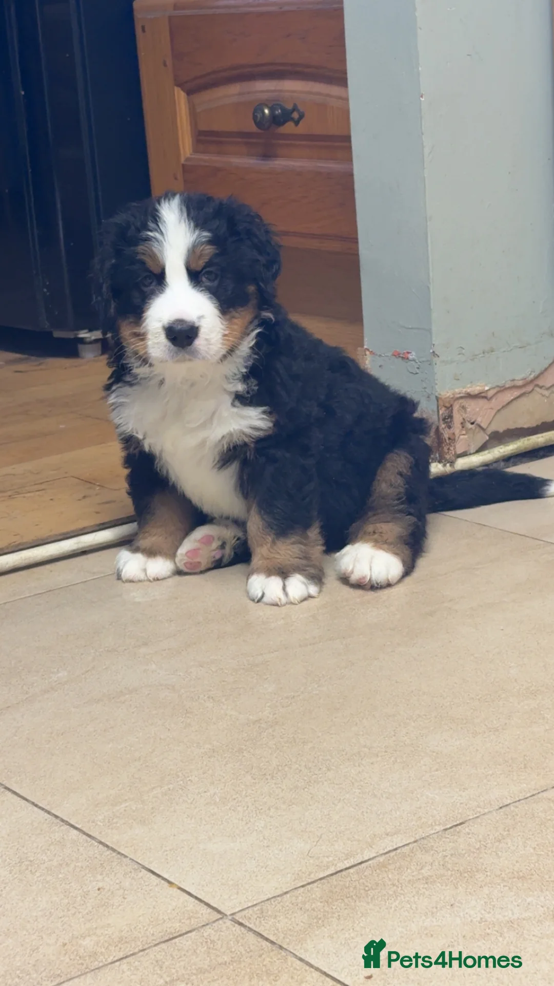 Bernese Mountain Dog dogs for sale: Adorable Bernese Mountain Dog  - Advert 4
