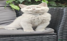 British Shorthair cats for sale: LAST GCCF British Shorthair Kittens Champion - Image 2