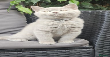 British Shorthair cats - Advert 6