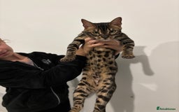 Bengal cats for sale: Beautiful bengal  - Image 4