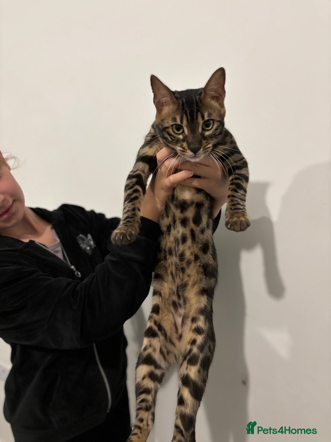 Bengal cats for sale: Beautiful bengal  - Image 4