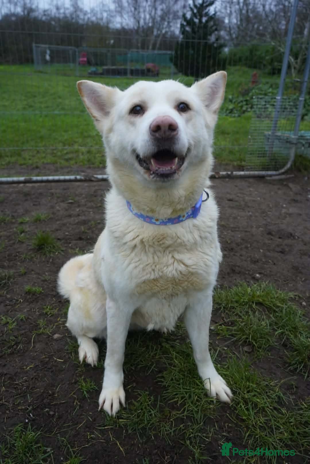 Akita dogs Mitzi - Advert 5