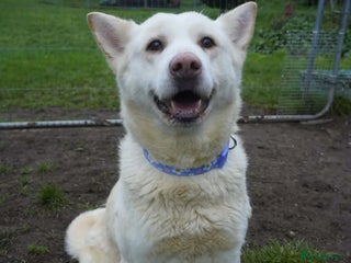 Akita dogs Mitzi - Advert 5