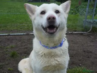 Akita dogs Mitzi - Advert 5