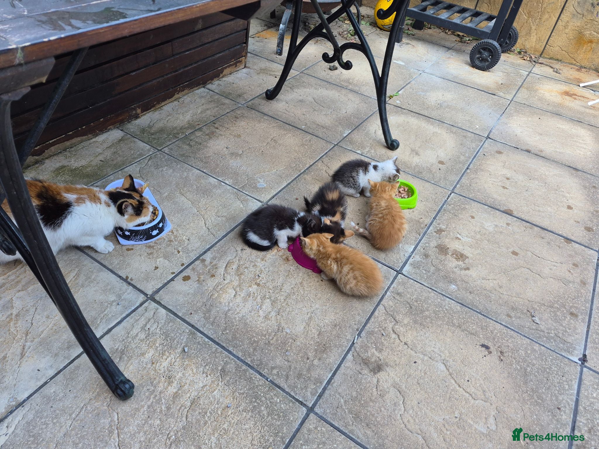 Mixed Breed cats Adorable Kittens for Sale – 3 Boys, 2 Girls - Advert 2