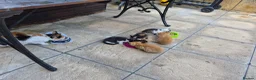 Mixed Breed cats for sale: Adorable Kittens for Sale – 3 Boys, 2 Girls in London - Advert 1