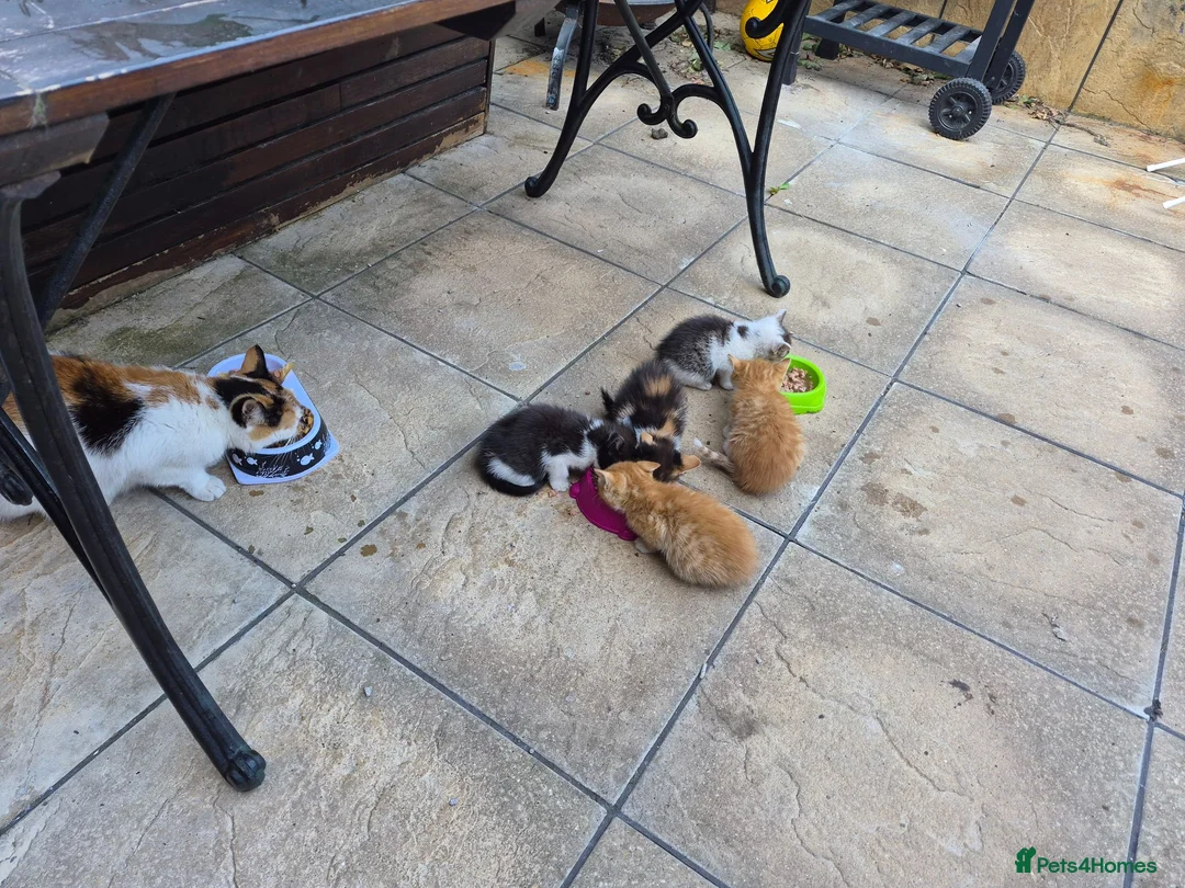 Mixed Breed cats for sale: Adorable Kittens for Sale – 3 Boys, 2 Girls in London - Advert 1