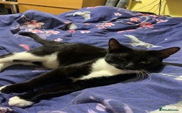 Mixed Breed cats for sale: Susie  - Image 10