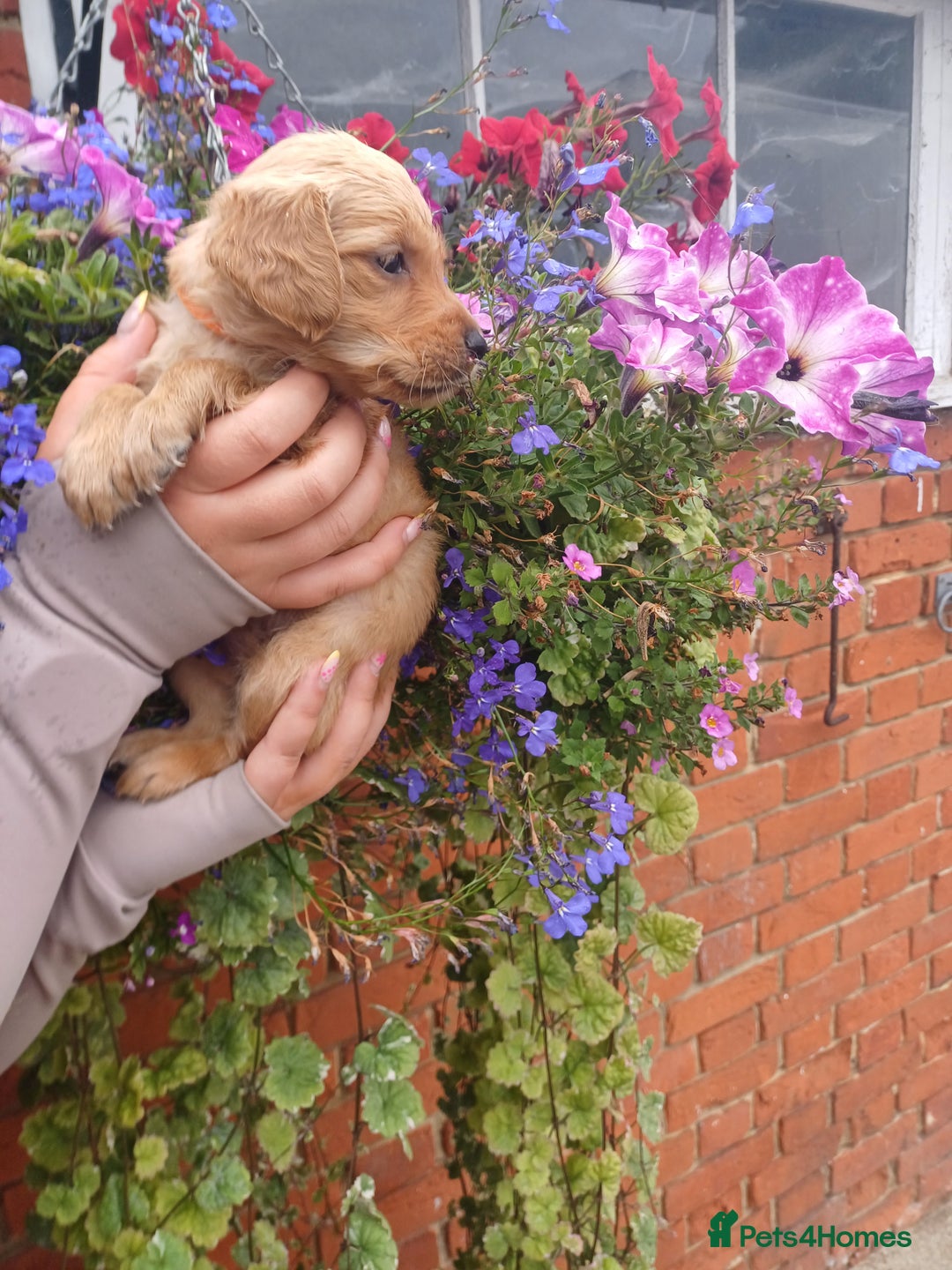 Golden Retriever dogs for sale: Heath tested parents kc reg 5 star licenced  - Image 8