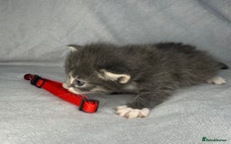 Turkish Van cats for sale: Rare Turkish van kittens for sale.  - Image 6