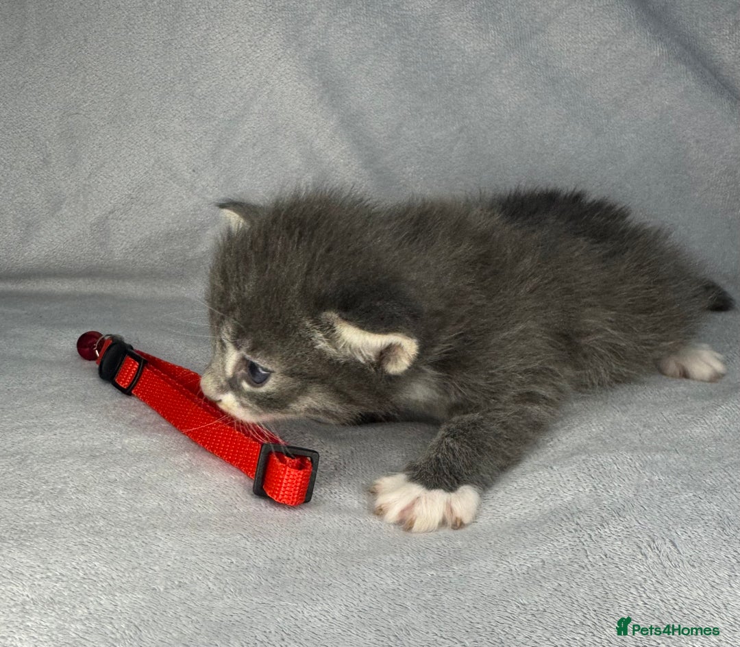 Turkish Van cats for sale: Rare Turkish van kittens for sale.  - Image 6