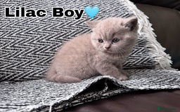 British Shorthair cats for sale: Gorgeous British Shorthair Kittens - Image 7