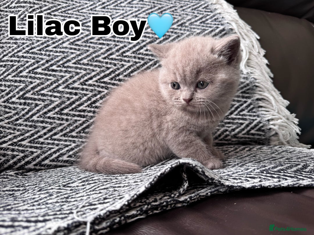 British Shorthair cats for sale: Gorgeous British Shorthair Kittens - Image 7