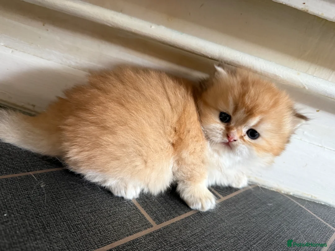 British Longhair cats for sale: GCCF reg BLH Chocolate Golden Last Male Kitten - Advert 1