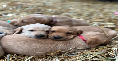 Labrador Retriever dogs KC Registered Labrador Puppies for Sale - Advert 3