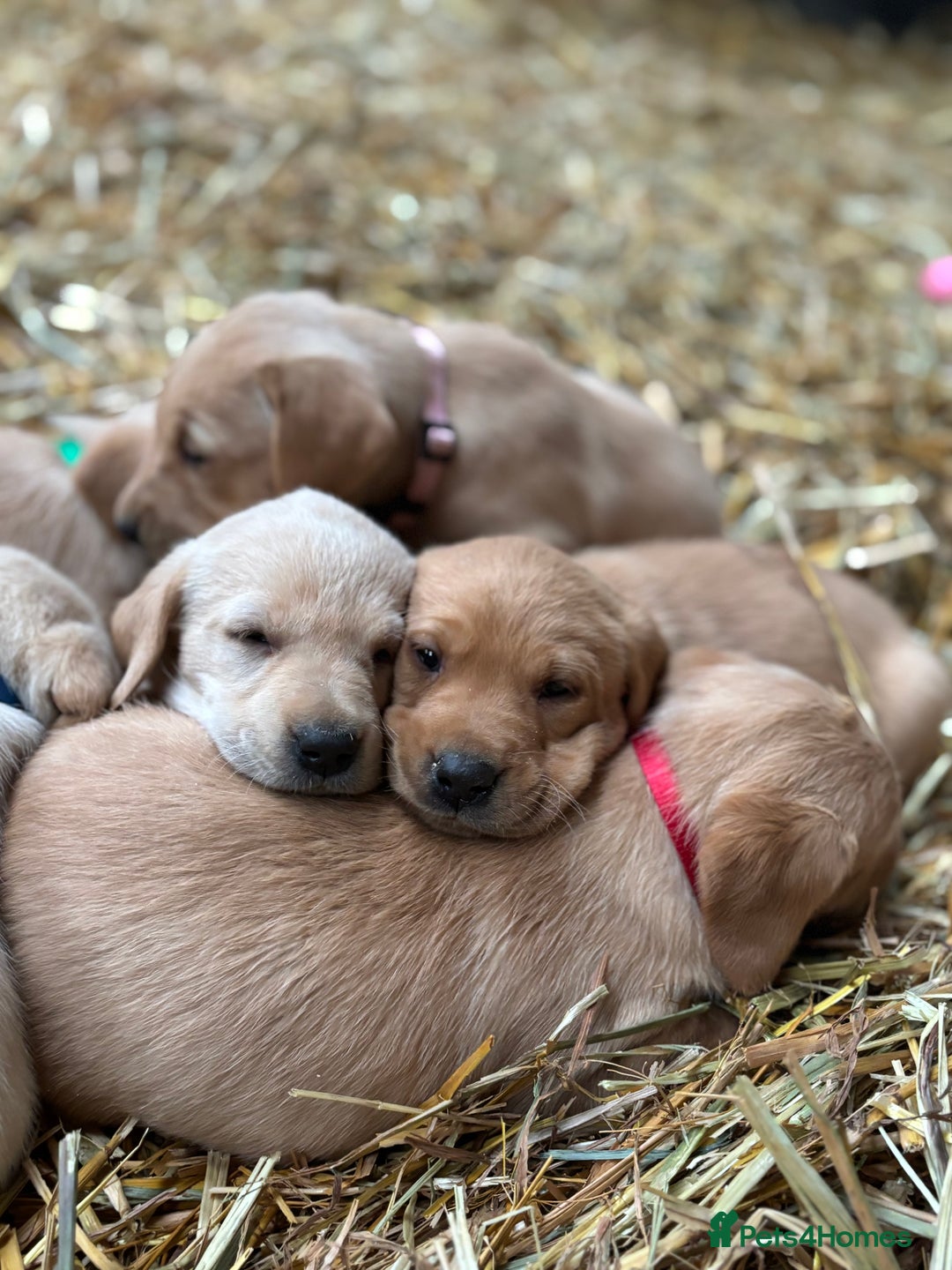 Labrador Retriever dogs for sale: KC Registered Labrador Puppies for Sale - Advert 11