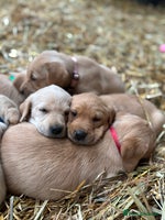 Labrador Retriever dogs KC Registered Labrador Puppies for Sale - Advert 3