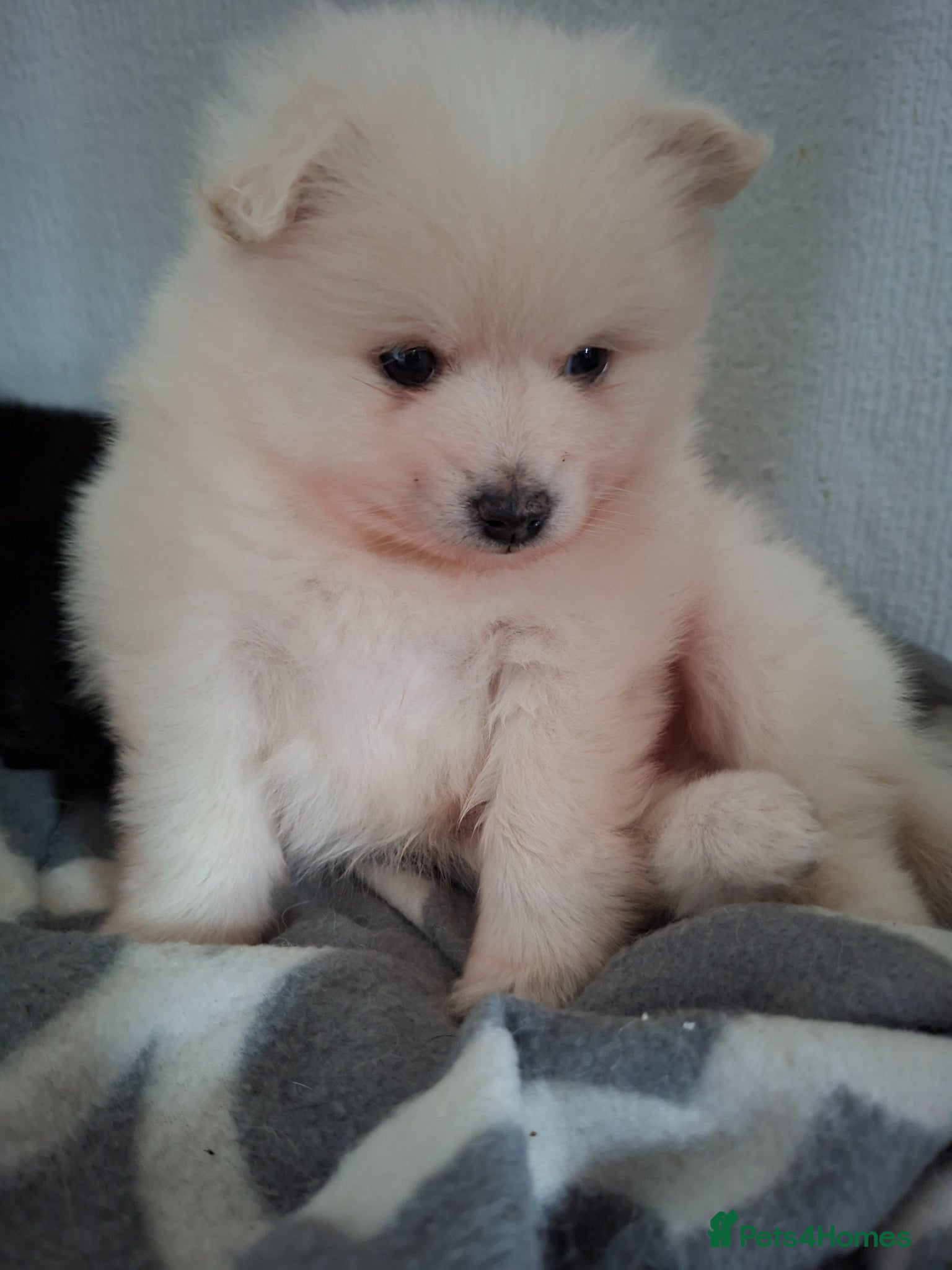 Mixed Breed dogs Beautiful rare volpino Italiano/mini Pomeranian  - Advert 8