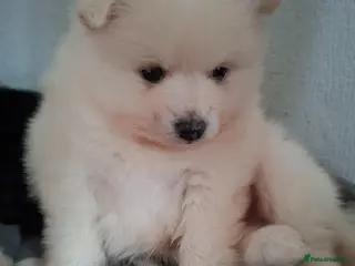 Mixed Breed dogs Beautiful rare volpino Italiano/mini Pomeranian - Advert 8