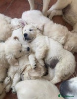 Golden Retriever dogs STUNNING RETRIVER PUPPIES NOW READY - Advert 7