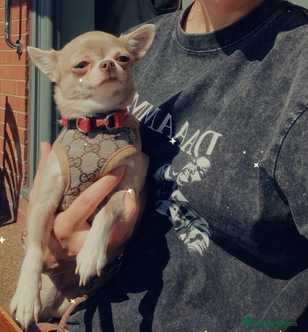 Chihuahua dogs for sale: Exquisite Chihuahua puppies - Image 5