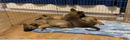Belgian Shepherd Dog dogs for sale: 3 female Belgian malinois 9 weeks old  - Advert 4