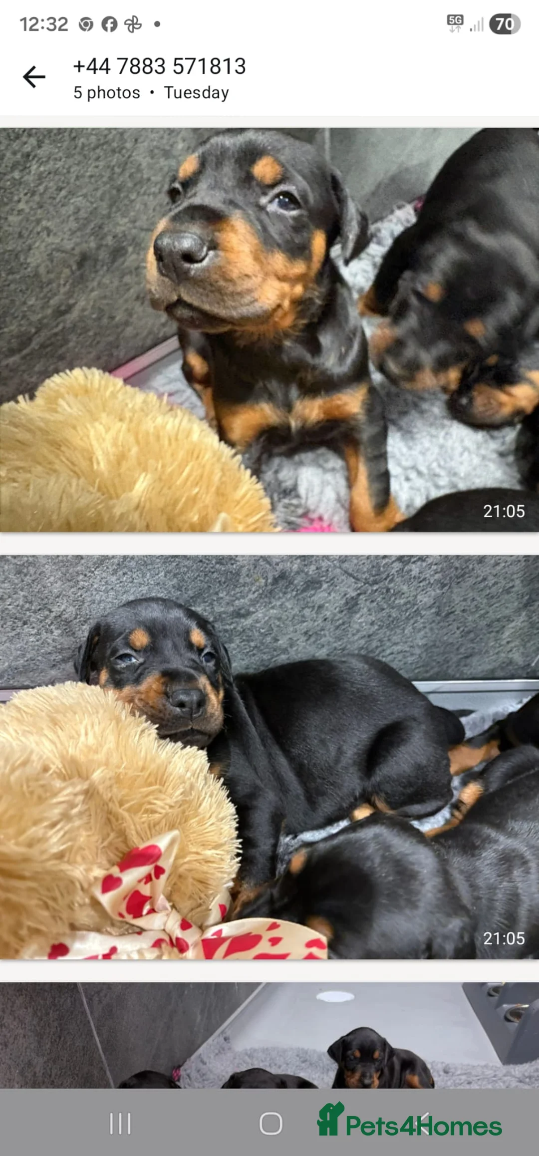 Dobermann dogs for sale: Trojanteam dobermanns puppies - Advert 2