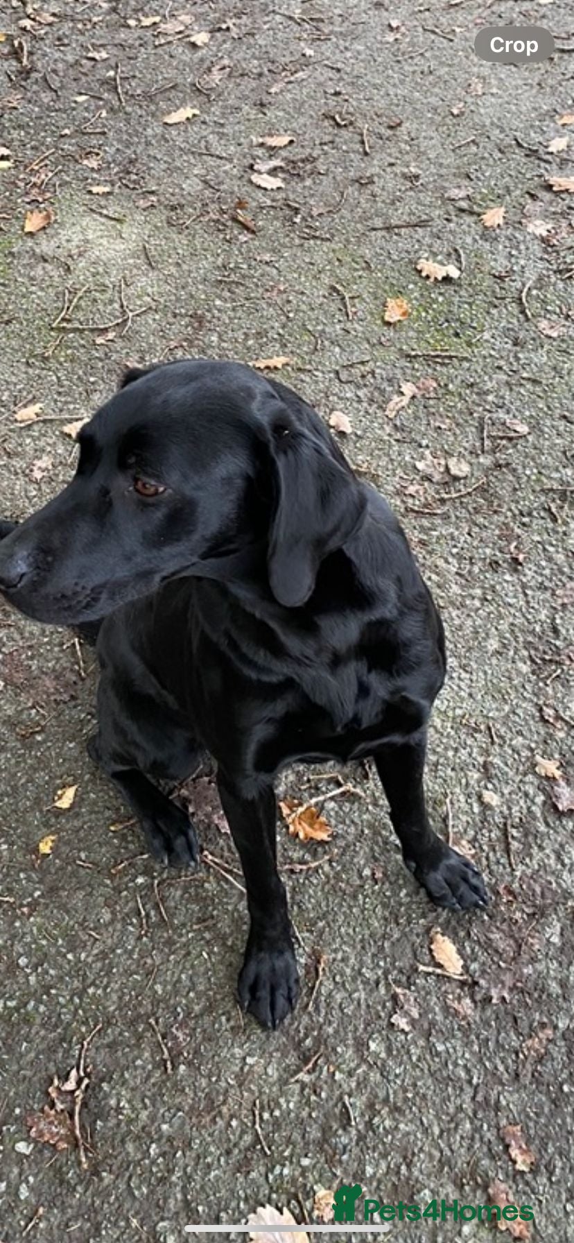 Labrador Retriever dogs DRAKESHEAD LABRADOR RETRIEVER - Advert 2