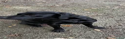 Labrador Retriever dogs for sale: DRAKESHEAD LABRADOR RETRIEVER in Llangollen - Advert 2