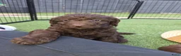 Cockapoo dogs for sale:  Absolutely stunning  F1b chocolate cockapoos  in Peterborough - Advert 25