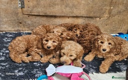 Mixed Breed dogs for sale: FULLY HEALTH TESTED FOX RED MINIATURE COCKAPOOS  - Image 22