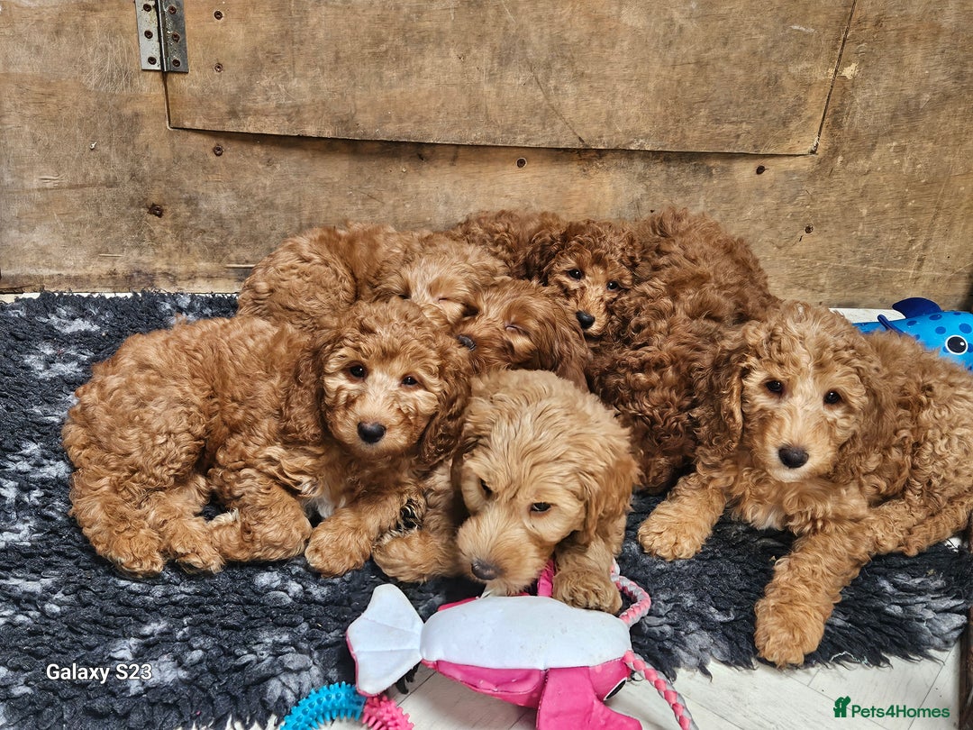 Mixed Breed dogs for sale: FULLY HEALTH TESTED FOX RED MINIATURE COCKAPOOS  - Image 22