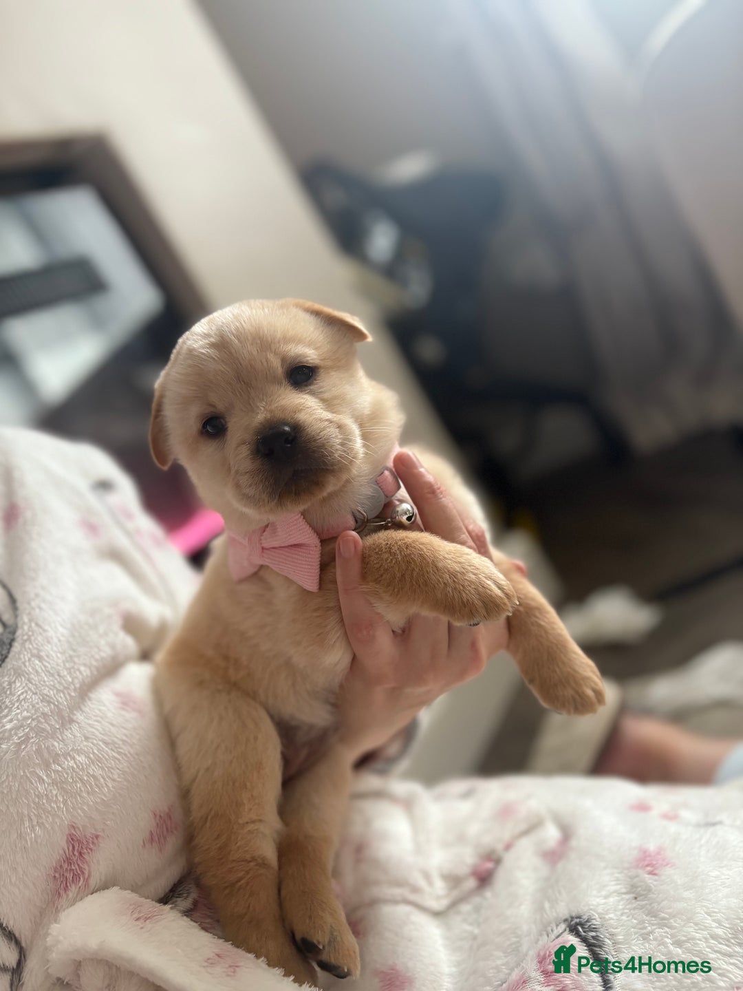 Mixed Breed dogs for sale: Rottweiler x chow chow puppies  - Advert 9